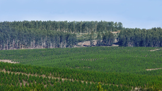 Agroempresa Forestal